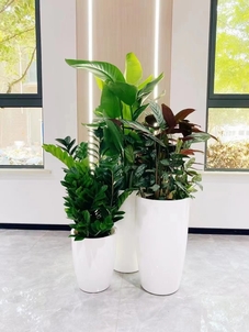 慈溪花木租摆服务出色，带你走进绿色租赁世界！